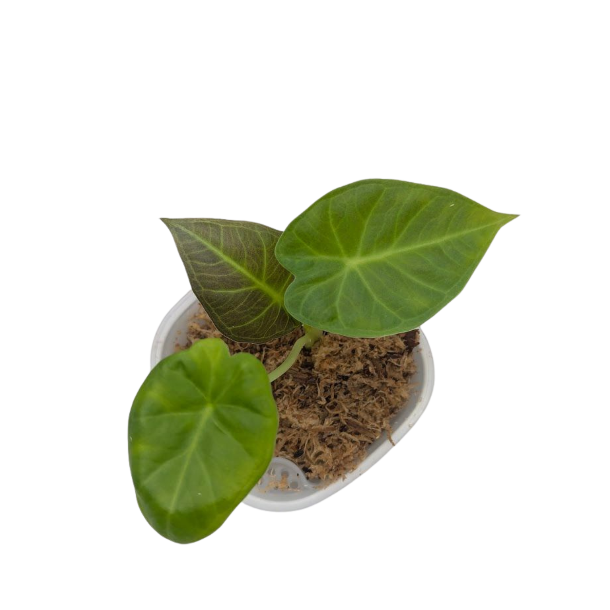 Baby Alocasia Odora Regal Shields 6